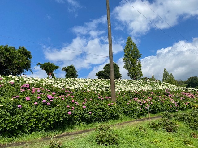 ajisai