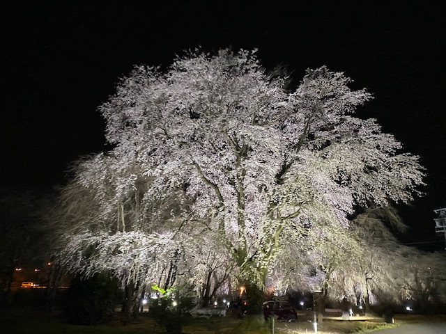 sakura